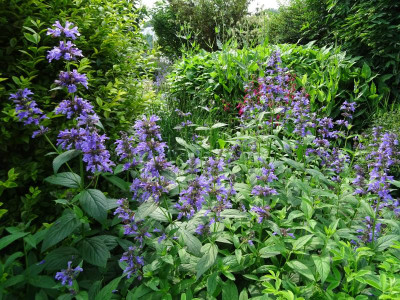 Nepeta kubanica June 2018.JPG
