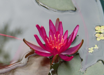 2018-06-10 Nymphaea 'Hidden Violet' 1.jpg
