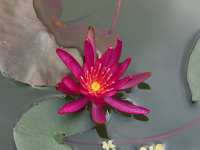 2018-06-10 Nymphaea 'Hidden Violet' 2.jpg