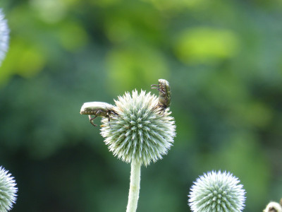 2018-06-10 Echinops ritro 1.jpg