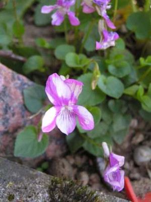 Viola1.jpg