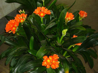 Clivia_2007.jpg
