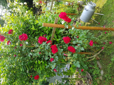 20180610_120206.jpg