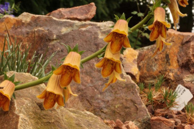 Digitalis obscura 10.06.18.jpg