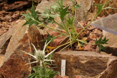 Eryngium glaciale 10.06.18.jpg