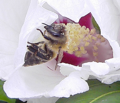 Hibiscus-Bluete_2-mit-Besuch-w.jpg