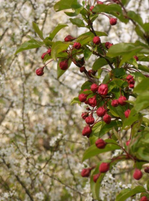 2007-04-08_zierapfel_van_eseltine_vor_schlehen.jpg