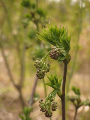 2007-04-07_staphylea_pinnata-_pimpernuss.jpg