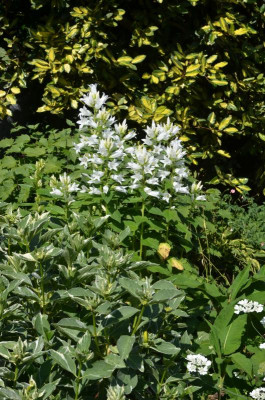 Campanula_latifolia_macrantha-Alba.18-1.jpg