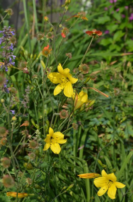 Hemerocallis-Corky.18-1.jpg