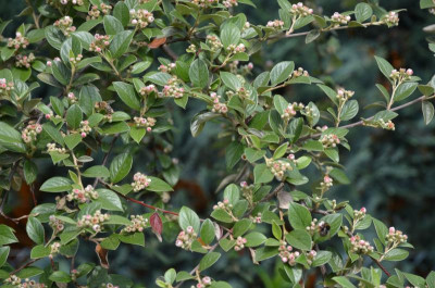 Cotoneaster_francheqttii.18-2.jpg