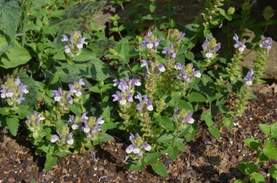 Scutellaria_alpina.18-1.jpg