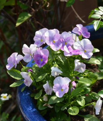 Viola_cornuta.18-2.jpg