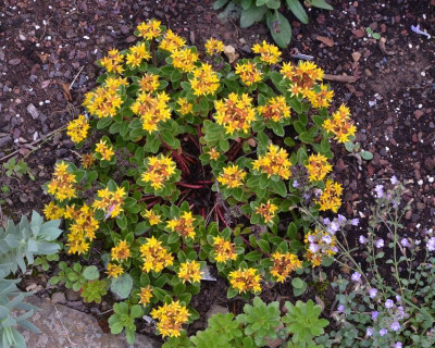 Sedum_kamtschaticum-Teradak.18-1.jpg