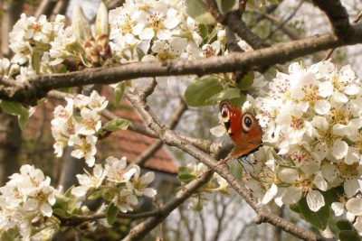 2007-04-07_birne_mit_butterfliege.jpg