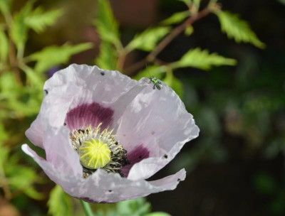 Papaver.18-2.jpg