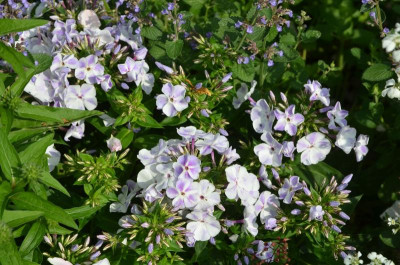 Phlox_paniculata-FlameLIghtBlue.18-2.jpg