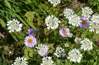 Aster_tongolensis.18-1.jpg