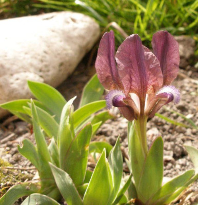 2007-04-09_iris_melitta_oder_suavolens.jpg