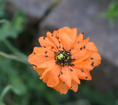 Papaver_rupifragum.18-1.jpg