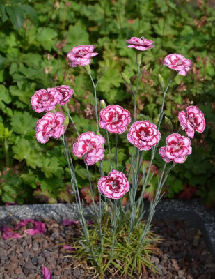 Dianthus-Velvet.18-1.jpg