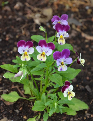 Viola_cornuta.18-1.jpg