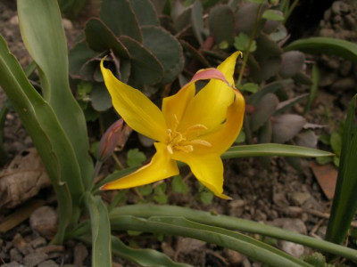 2007-04-07_tulipa_kolpakowskiana.jpg
