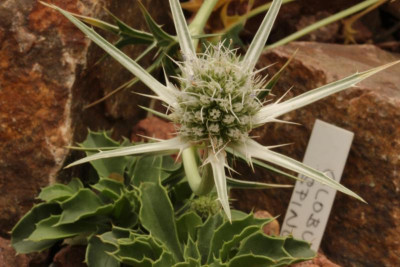 Eryngium glaciale Detail 10.06.18.jpg