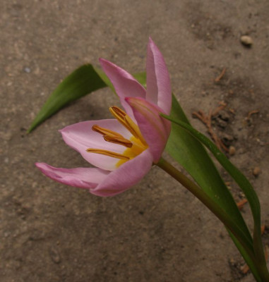 2007-04-09_tulipa_saxatilis.jpg