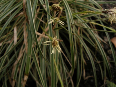 carex_jennecke_2007-03-26.jpg