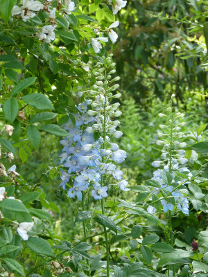 2018-06-10 Delphinium  1.jpg