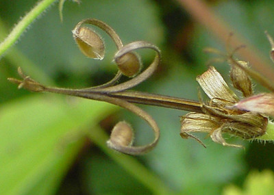 Geranium-Samenschleuder-w.jpg