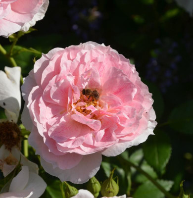 Rose-KirRoyal.18-3.jpg
