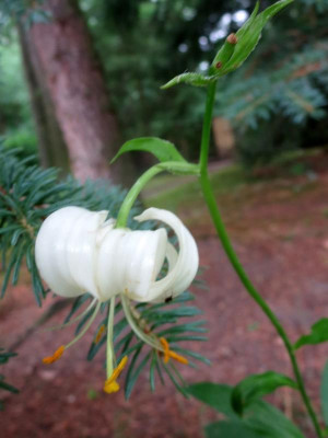 Lilium martagon weiß_6743.jpg