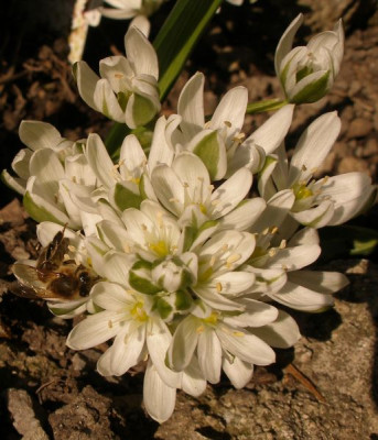 ornithogalum_balansae_2007-03.jpg