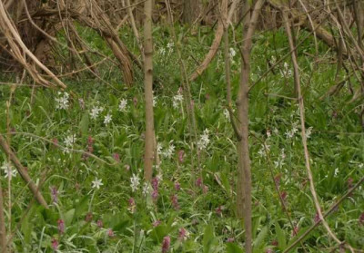 2007-04-09_ornithogalum-corydalis.jpg