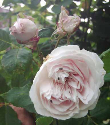Marie_Dermar_Bl_u_Knospen_4_06_K.jpg