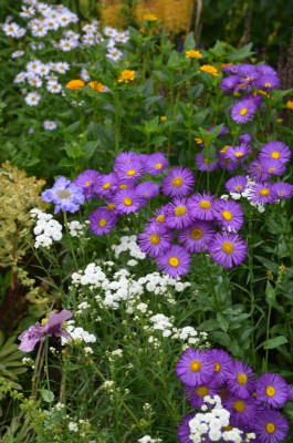 DSC_9646.JPG