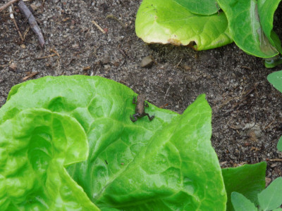 Frosch_im_Salat_1.jpg