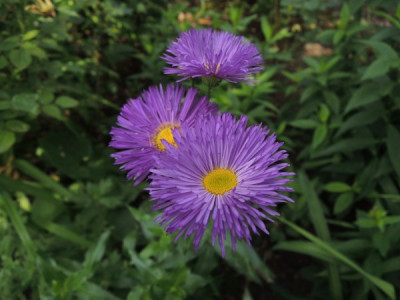 Erigeron.JPG
