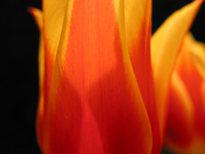 TULIPA_DI_1004.jpg