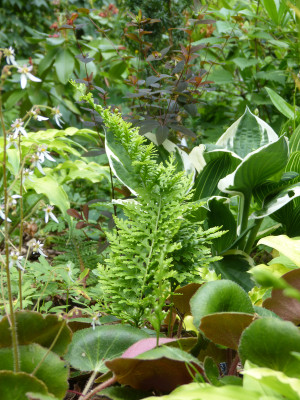 2018-06-11 Gartenimpressionen 1.jpg