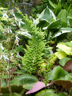 2018-06-11 Farne Polypodium vulgare 'Trichomanoides Backhouse'.jpg