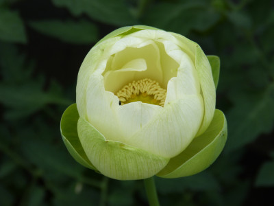 2018-06-11 Nelumbo 'Louis Slocum' 1.jpg
