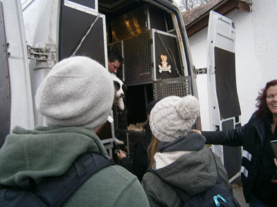 Hunde aus Rumänien 002.JPG