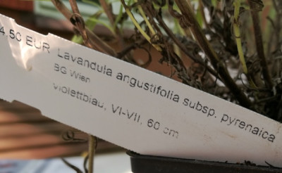 L_a_subsp_pyrenaica_20180609_165731k.jpg