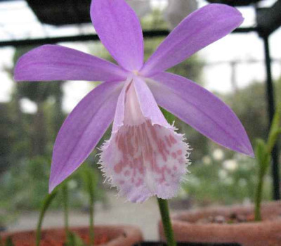 10.4.07._Pleione_formosana__033.JPG