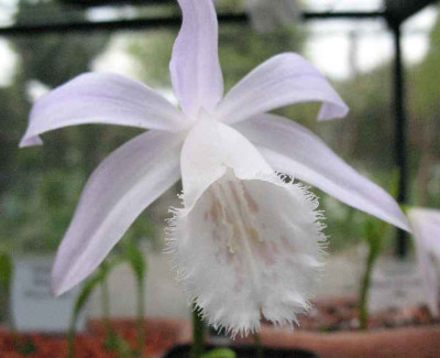10.4.07._Pleione_formosana_Alba__031.JPG