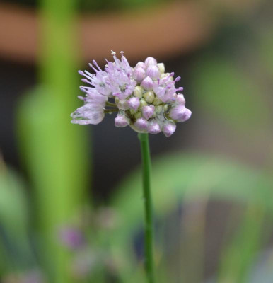 Allium-unbekannt.18-2.jpg