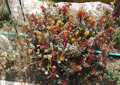 Schw._Weide_und_Euphorbia_T2_0891.jpg